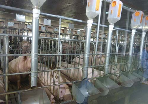 Nhiều mô hình liên kết nông nghiệp đạt hiệu quả cao