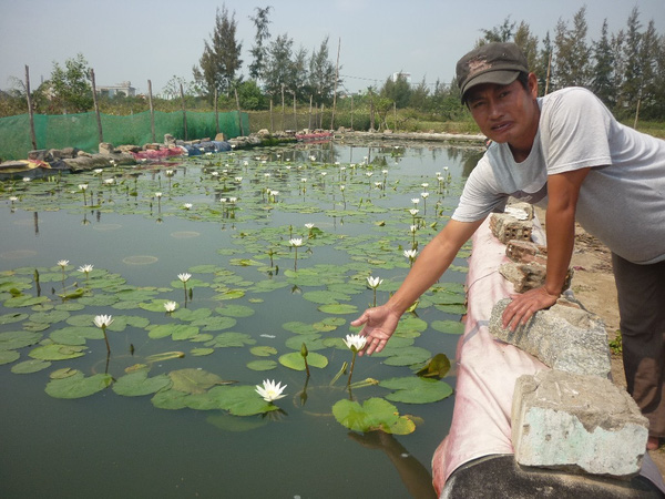 Lót bạt trồng hoa súng, kiếm chục triệu tháng "dễ như chơi"