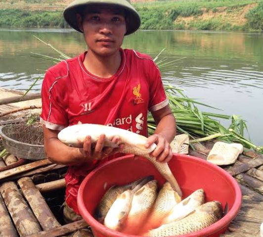 Nhà máy xả thải ra sông khiến cá chết hàng loạt