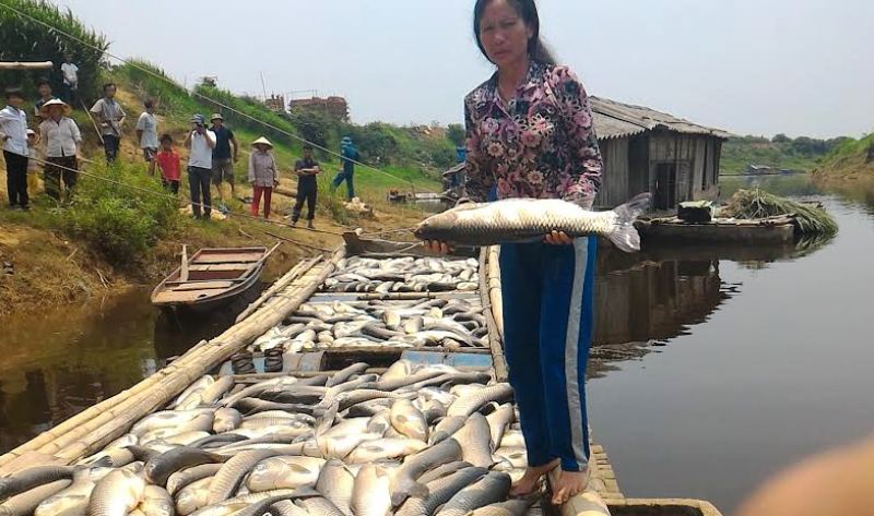 Phạt 3,9 tỉ đồng "thủ phạm" gây ô nhiễm khiến cá chết hàng loạt