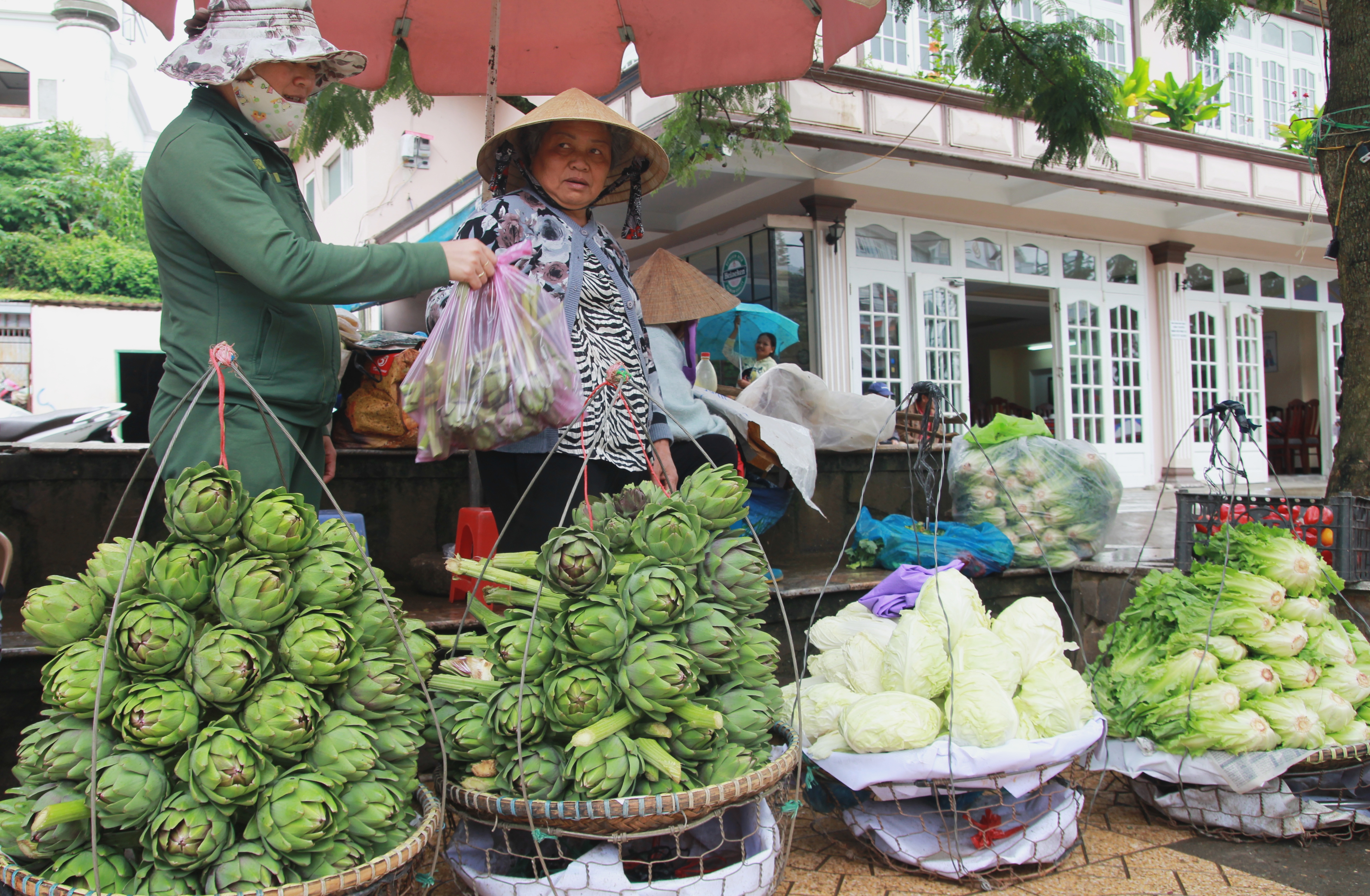 
B&ocirc;ng astiso tại TP Đ&agrave; Lạt gi&aacute; tăng gấp 3 lần so với ng&agrave;y thường.
