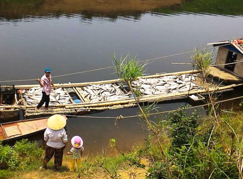 Phạt nhà máy xả thải làm cá chết hàng loạt 480 triệu đồng