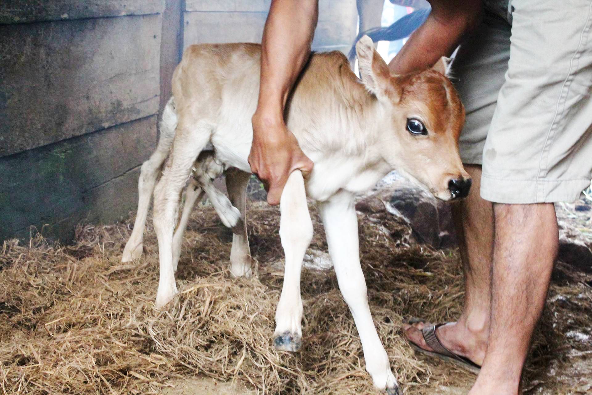 Lạ lùng bê con có 7 chân, 2 bộ phận sinh dục