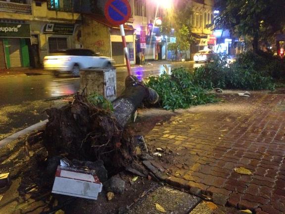 Bão số 3 chưa tới, cây đổ la liệt tại Hà Nội