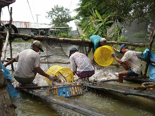 Giá xuất khẩu thủy sản giảm do mất cân đối cung cầu