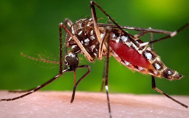 Khuyến cáo tạm ngừng mang thai vì virus Zika