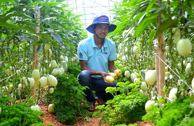 Trồng dưa pepino kiếm 2 triệu đồng mỗi ngày