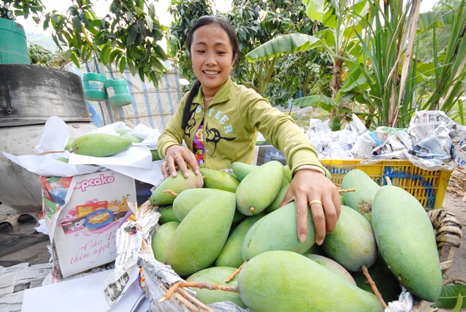Trồng xoài 3 màu nuôi con du học