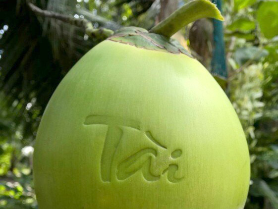 Quyết không bán rẻ dừa cho Trung Quốc