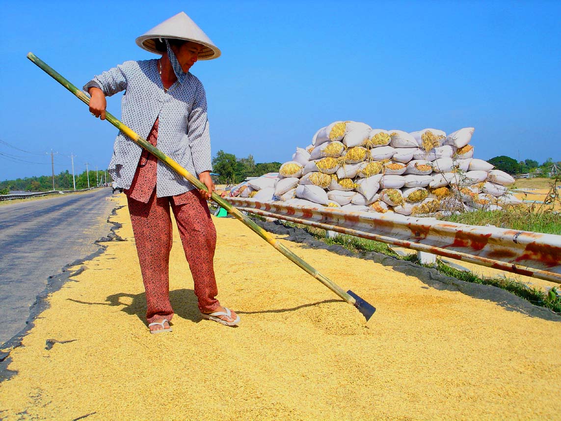 Gần 7.000 tỉ đồng tái cấu trúc ngành lúa gạo