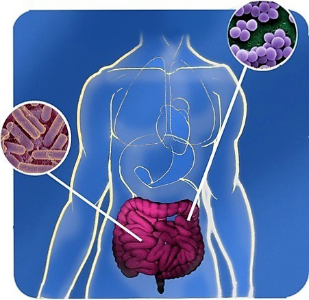 Trị béo phì từ... vi khuẩn ruột