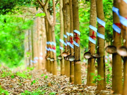Bầu Đức: Cân nhắc bán 20.000 ha cao su cho đối tác Trung Quốc