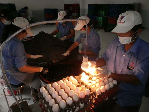 Hấp dẫn sản phẩm trứng chế biến