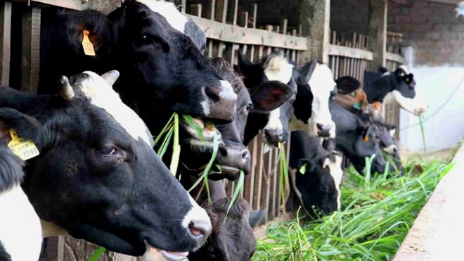 TP HCM: Đàn bò sữa giảm mạnh