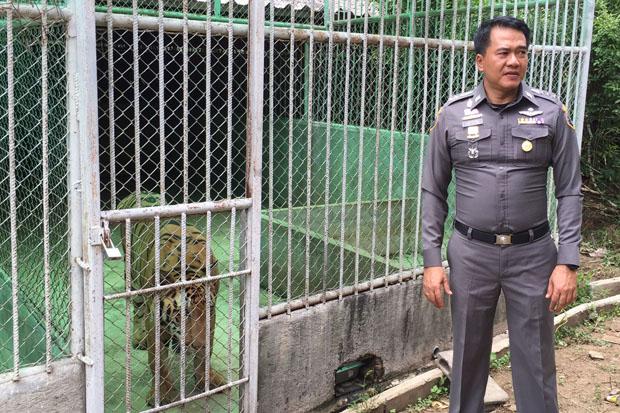 Thái Lan rà soát hàng loạt sở thú sau vụ 40 xác hổ trong chùa