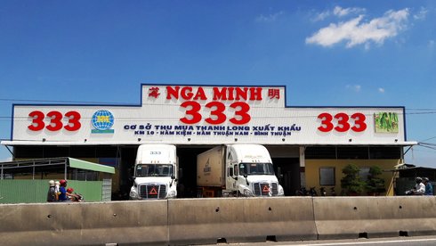 Thương lái Trung Quốc thao túng thanh long Bình Thuận