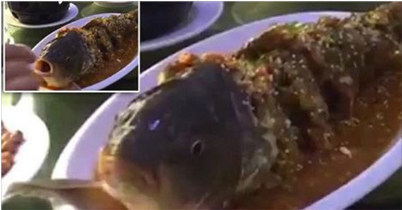 Lạ lùng món cá chín sống lại sau vài giọt rượu