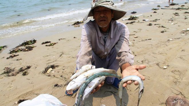 VIDEO: Nhà khoa học nói gì về kết luận cá chết của Bộ TN-MT?
