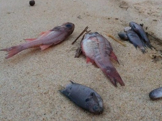"Đóng cửa" họp tìm nguyên nhân cá chết hàng loạt