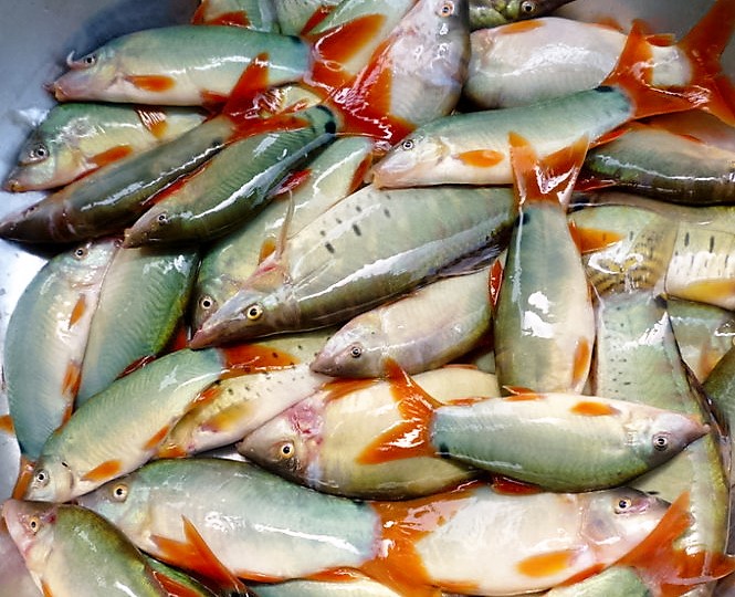 
C&aacute; heo s&ocirc;ng tươi ngon
