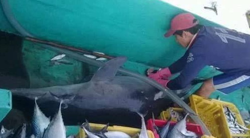 Truy tìm nhóm ngư dân sát hại cá heo ở Phú Quốc
