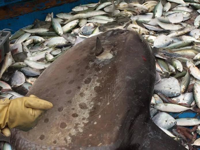 Cá mặt trăng nặng trên 100 kg cực hiếm mắc lưới