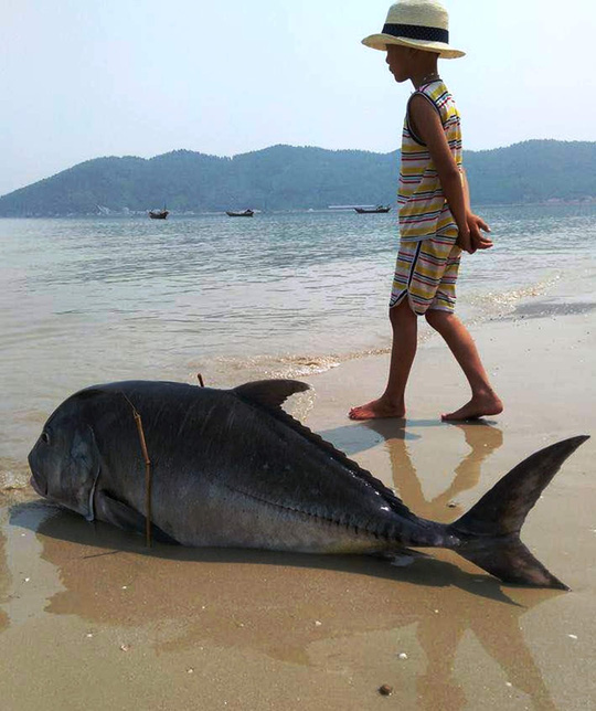 Hội Nghề cá: Không có cơ sở cá chết do thủy triều đỏ