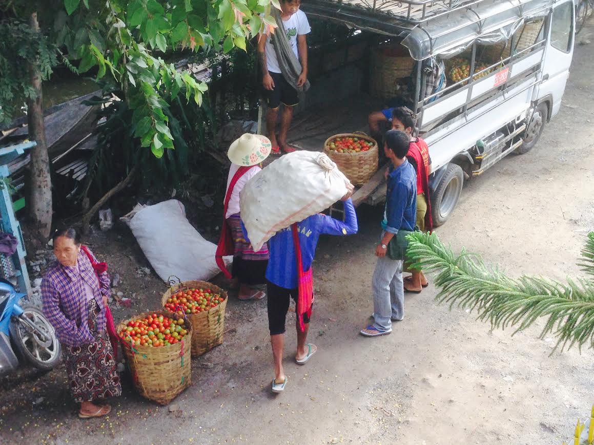 Cà chua được chuyển vào thị trấn bằng thuyền nhỏ và đi tiêu thụ khắp nơi