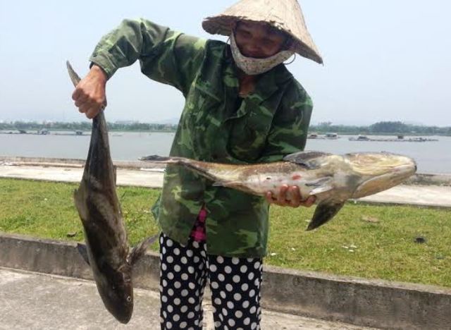 Cá lồng ở cửa biển Thanh Hóa chết bất thường hàng loạt