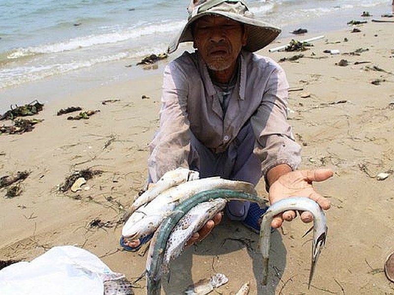 17 giờ chiều nay, Chính phủ công bố thủ phạm gây cá chết