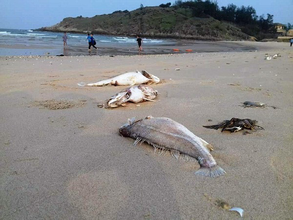 Lãnh đạo Hà Tĩnh báo cáo về vụ cá chết bất thường hàng loạt