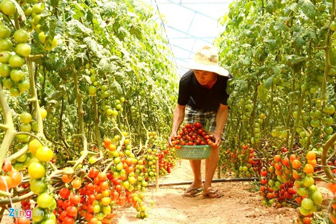 Anh em 9X kiếm tiền tỉ mỗi năm nhờ nông trại rau sạch