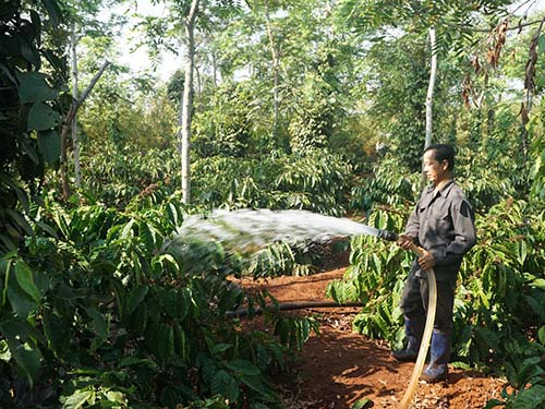 Thời tiết nắng hạn kéo dài đã ảnh hưởng đến năng suất và chất lượng cà phê