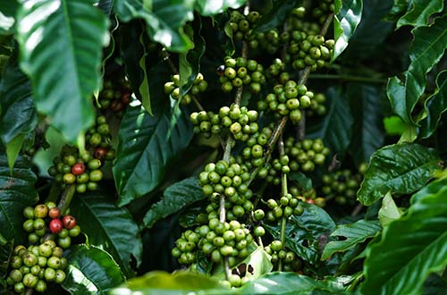 Thổ nhưỡng, khí hậu và con người là những yếu tố tạo nên vị riêng của cà phê Buôn Mê Thuột
