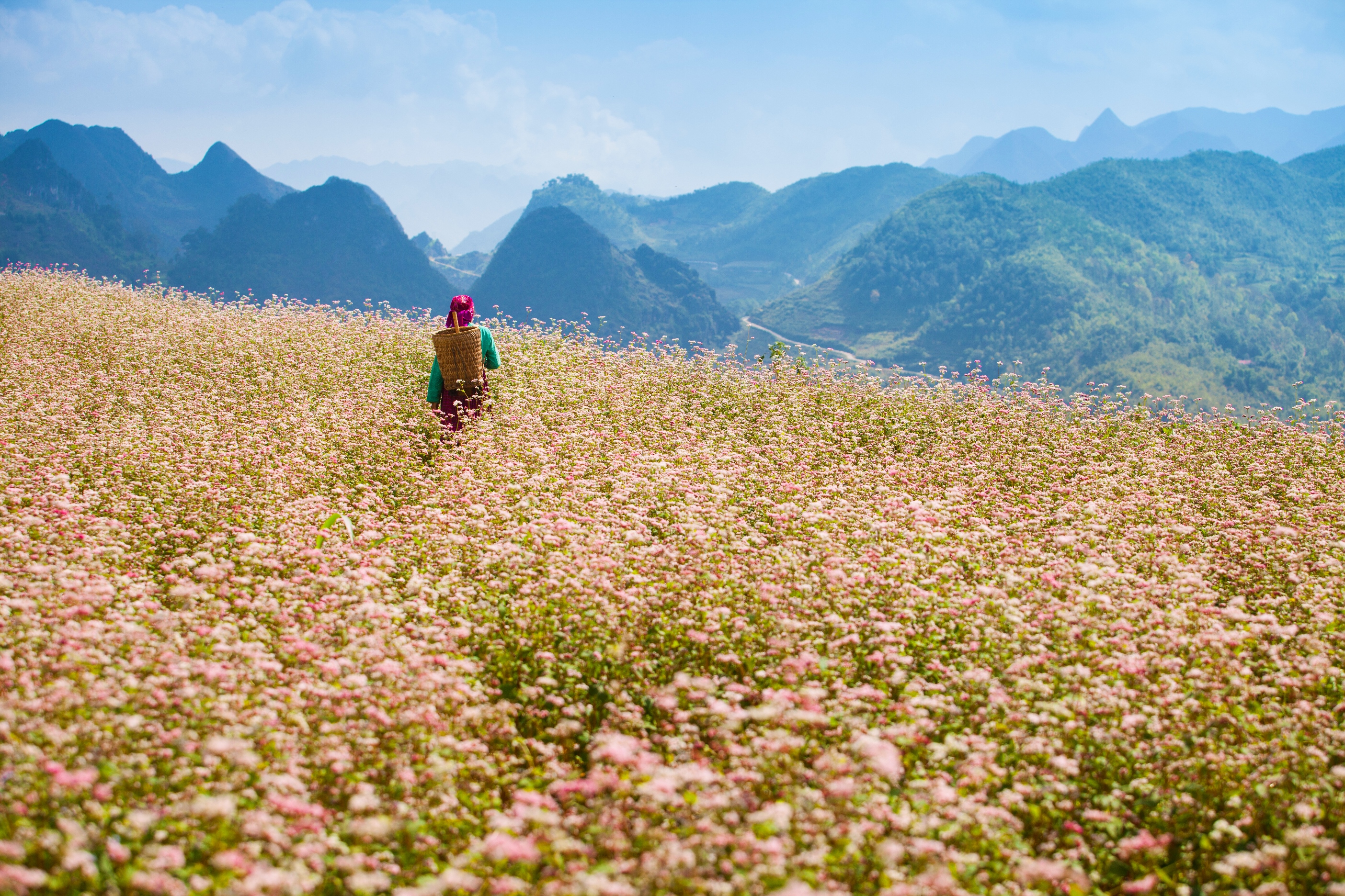 Mùa cao nguyên đá nở hoa