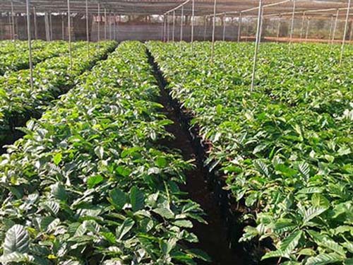 Hơn 15 triệu cây cà phê giống phân phối tới nông dân