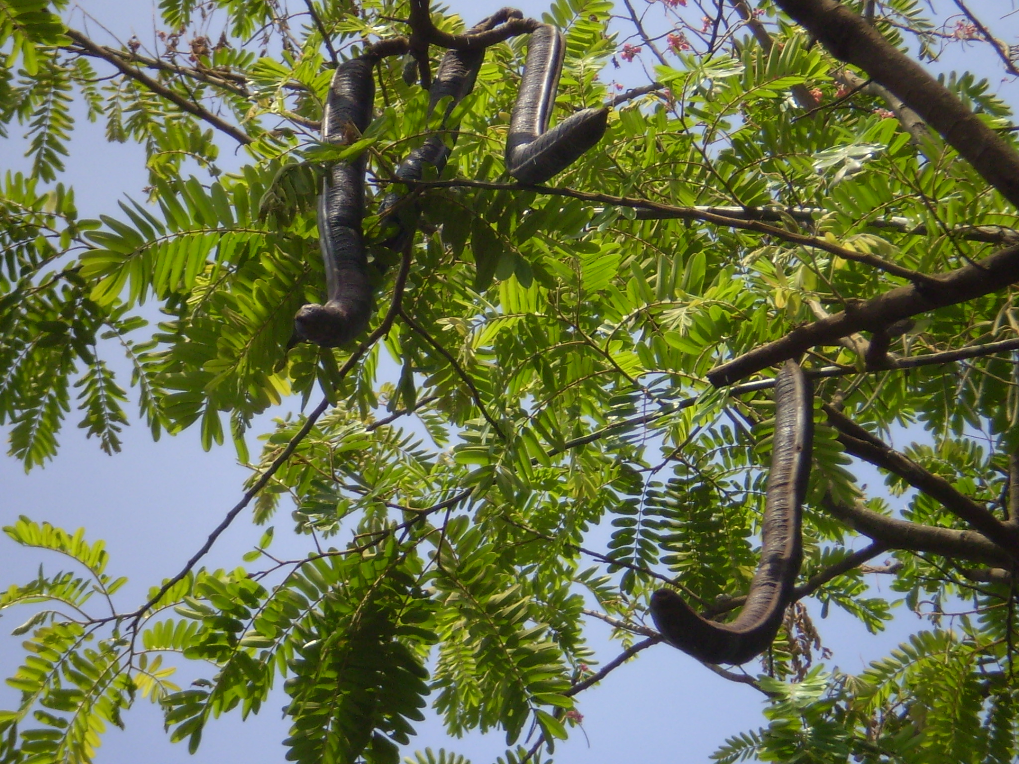 Rượu ô môi trị nhức xương, trợ tiêu hóa