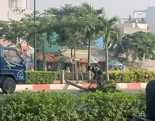 Hàng trăm cây cau trên đường Phạm Văn Đồng bị chặt hạ