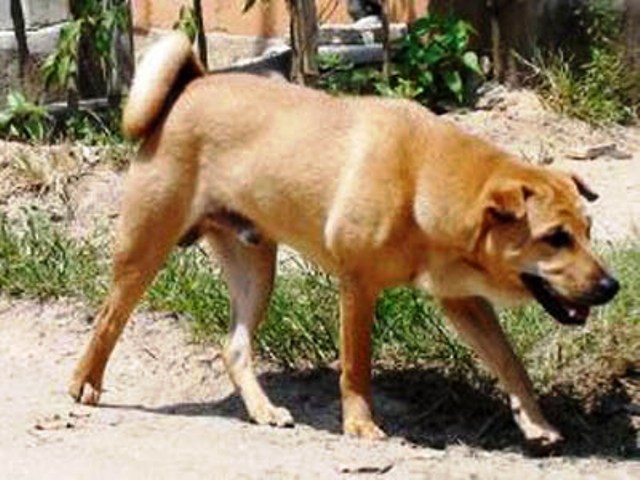 Thanh Hóa: Nhiều người bị chó dại cắn