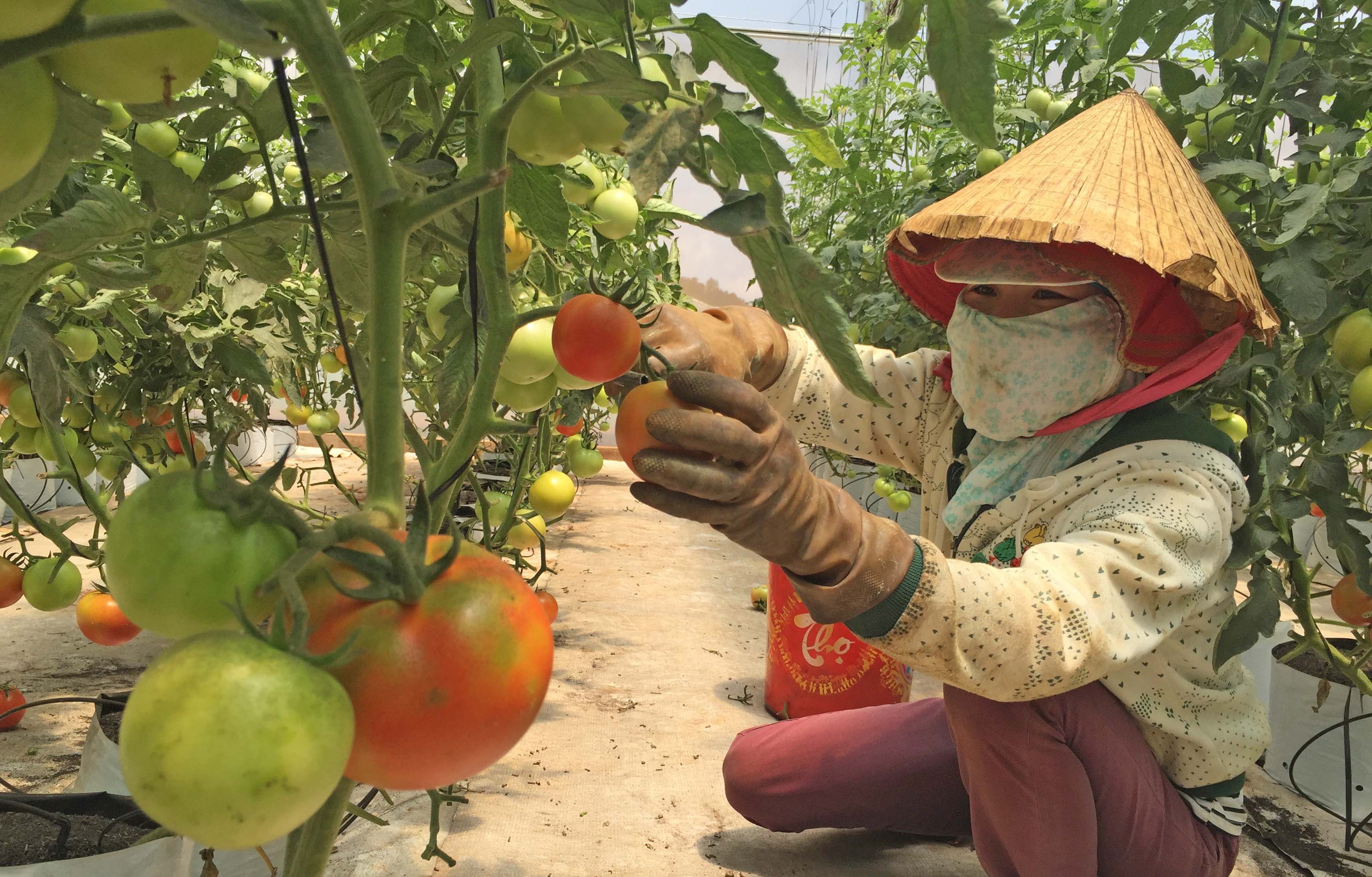 Nơi hội tụ nông nghiệp công nghệ cao