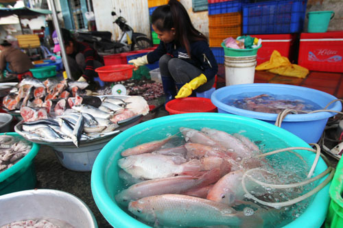 Còn nhiều loại cá nhiễm chất cấm