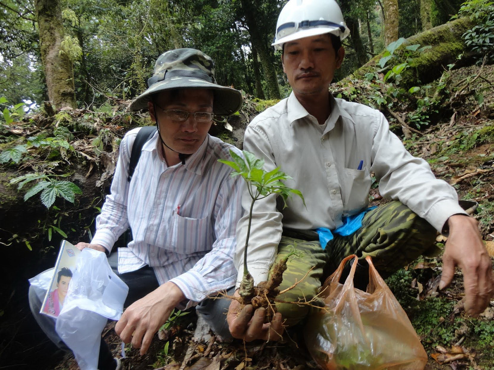 Bệ phóng cho sâm Ngọc Linh