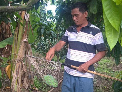 “Lên đời” cho trái cây Việt