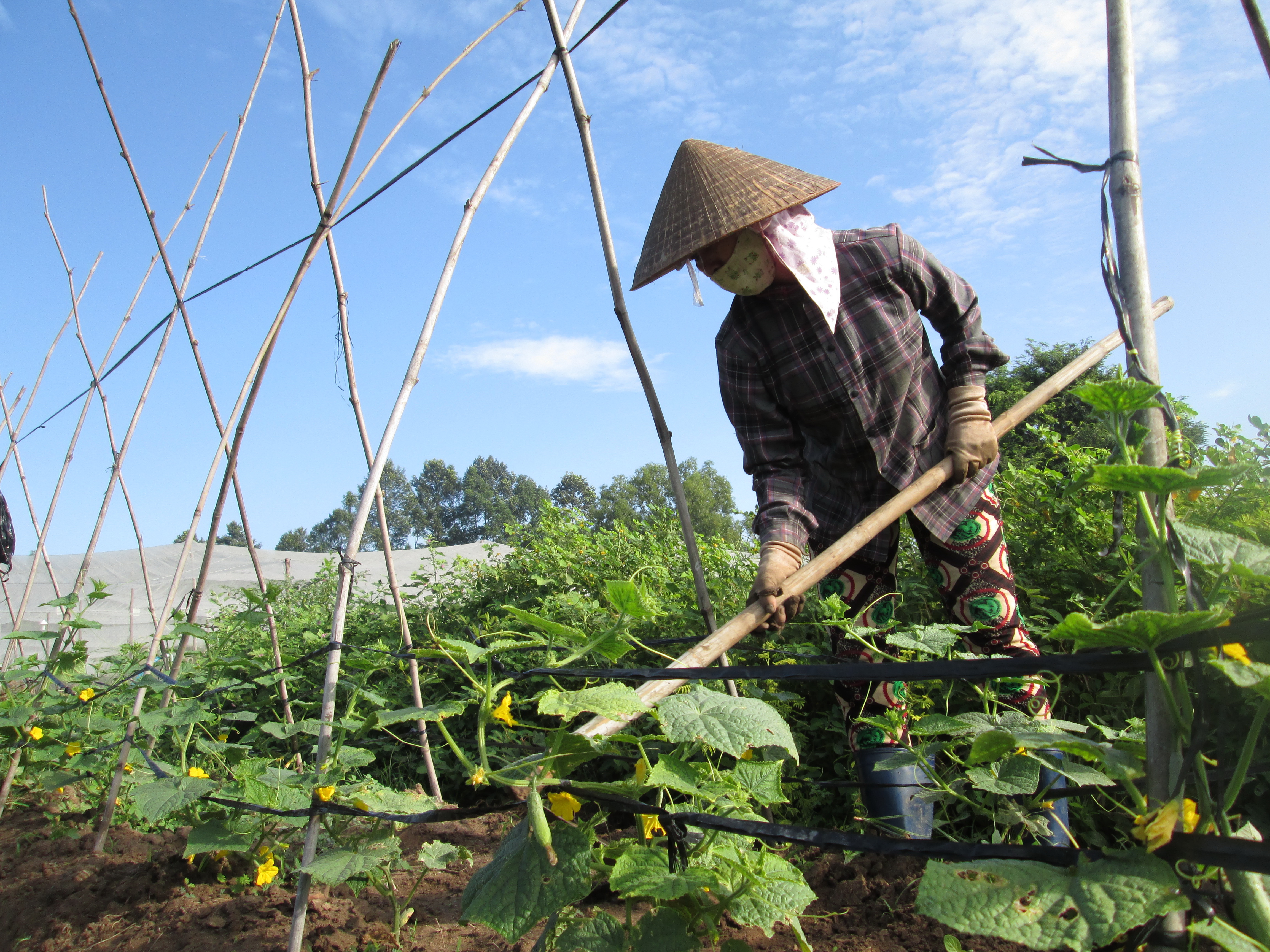 Cơ hội cho nông nghiệp hữu cơ