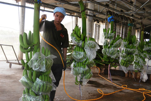“Vua chuối” Võ Quan Huy