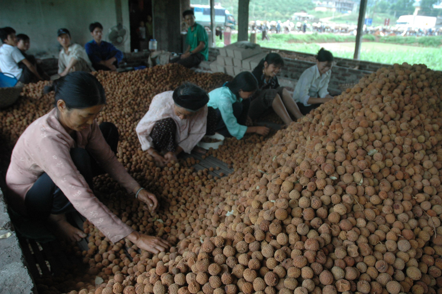 Trái vải xuất khẩu dễ “tắc” ở Nội Bài