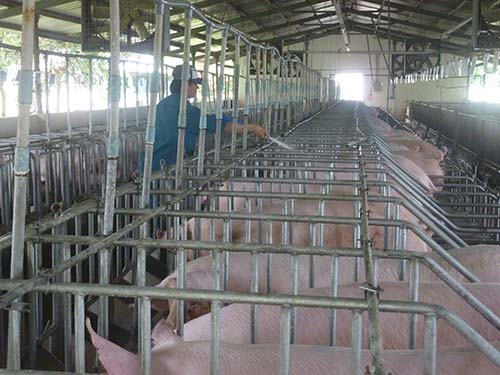 Heo được nu&ocirc;i bằng thảo dược tốt cho sức khỏe người ti&ecirc;u d&ugrave;ng