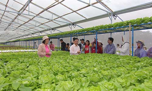 MM Mega Market mở rộng chuỗi cung ứng rau an toàn
