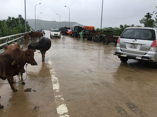 Người d&acirc;n tận dụng nhiều chỗ tr&ecirc;n c&aacute;c cầu bắc qua s&ocirc;ng Gianh để l&agrave;m chỗ tr&uacute; tr&aacute;nh cho tr&acirc;u b&ograve;, xe m&aacute;y, &ocirc; t&ocirc; Ảnh: LƯƠNG DUY CƯỜNG