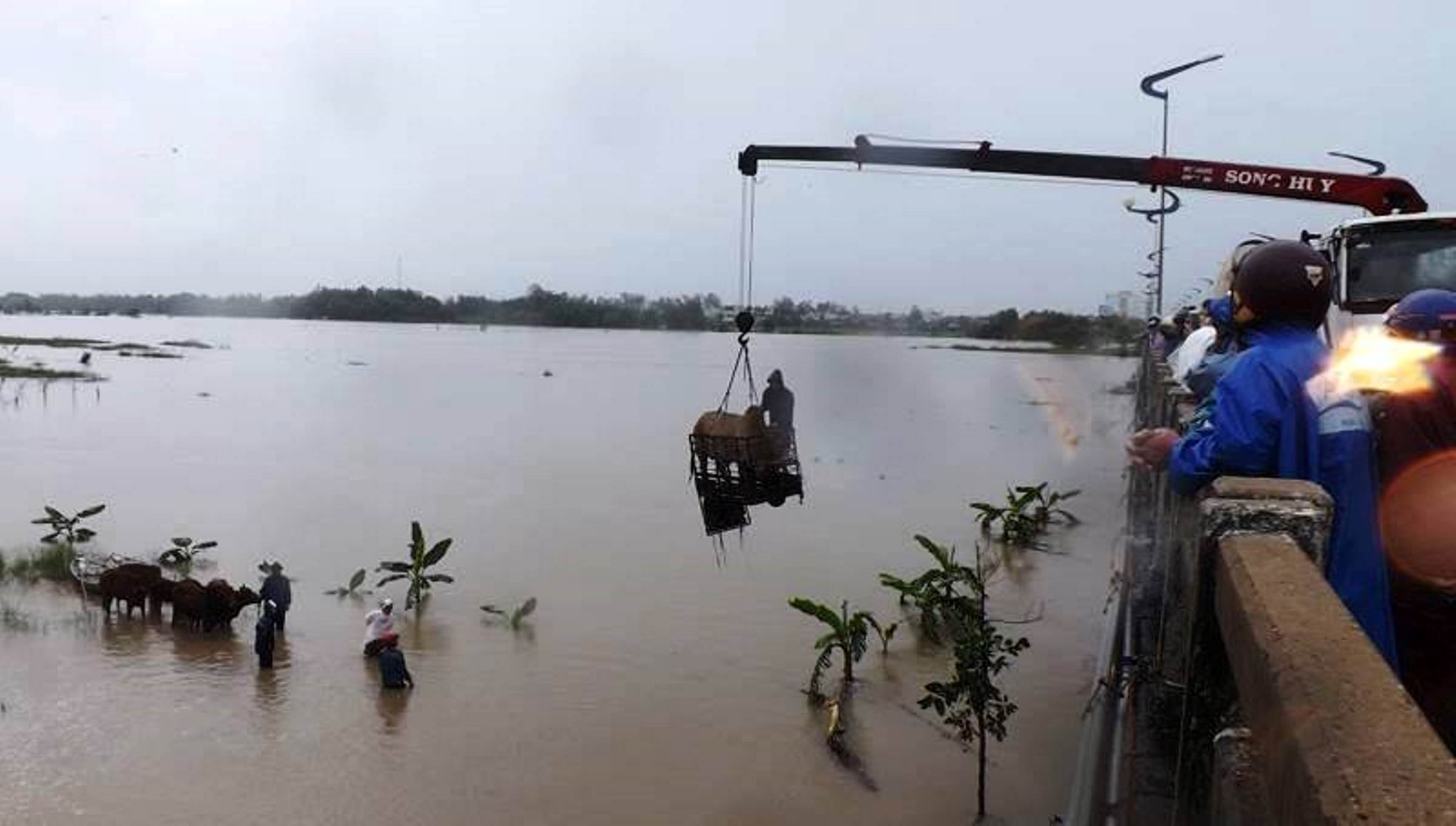 Dùng xe cẩu giải cứu đàn bò, tránh bị lũ cuốn tại tỉnh Phú Yên Ảnh: Quang Minh